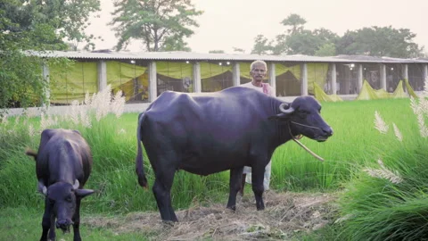 indian-old-man-walking-buffalo