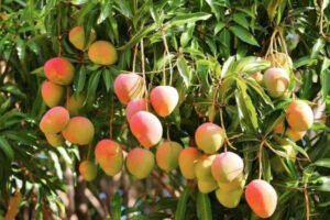 mango tree and fruits