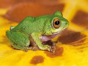 frogs telugu stories