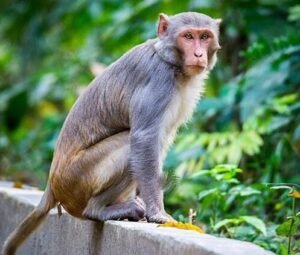 monkey telugu stories