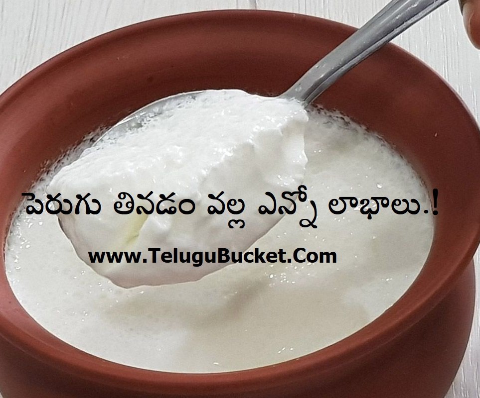 Health Tips in Telugu - Curd Uses in Telugu