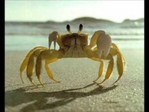 crab telugu stories