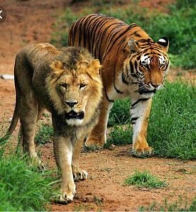 lion and tiger telugu stories