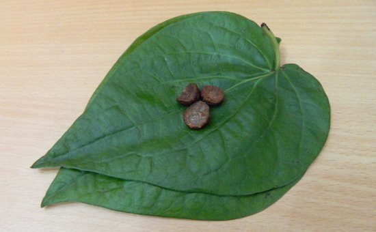 Uses and Side Effects of Eating Paan