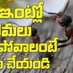 ఇంట్లో నుండి చీమలను తరిమి కొట్టండి - How to Get Rid of Ants in Telugu - 10