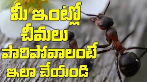 How to Get Rid of Ants in Telugu