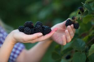 Health Benefits of Mulberry in Telugu