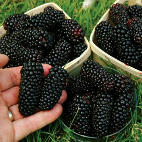 health-benefits-of-blackberry-in-telugu