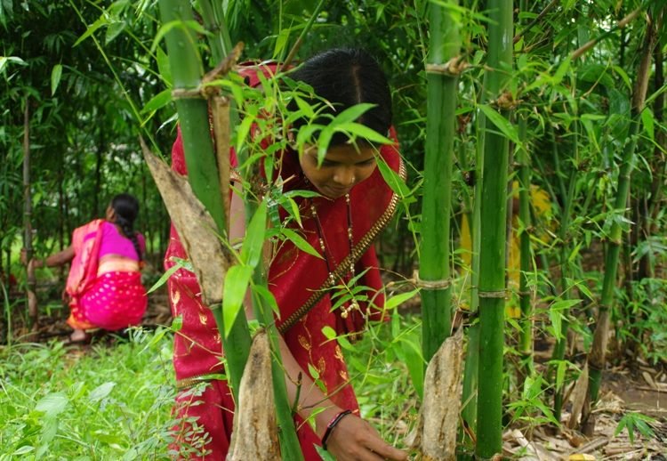 bamboo farming telugu bucket