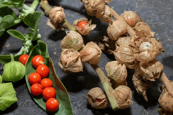 Health Benefits of Ashwagandha - అశ్వగంధ