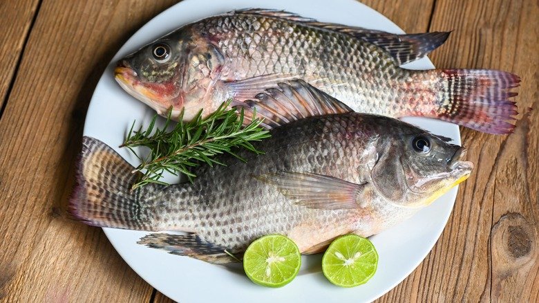 Dangers of Tilapia for the Environment