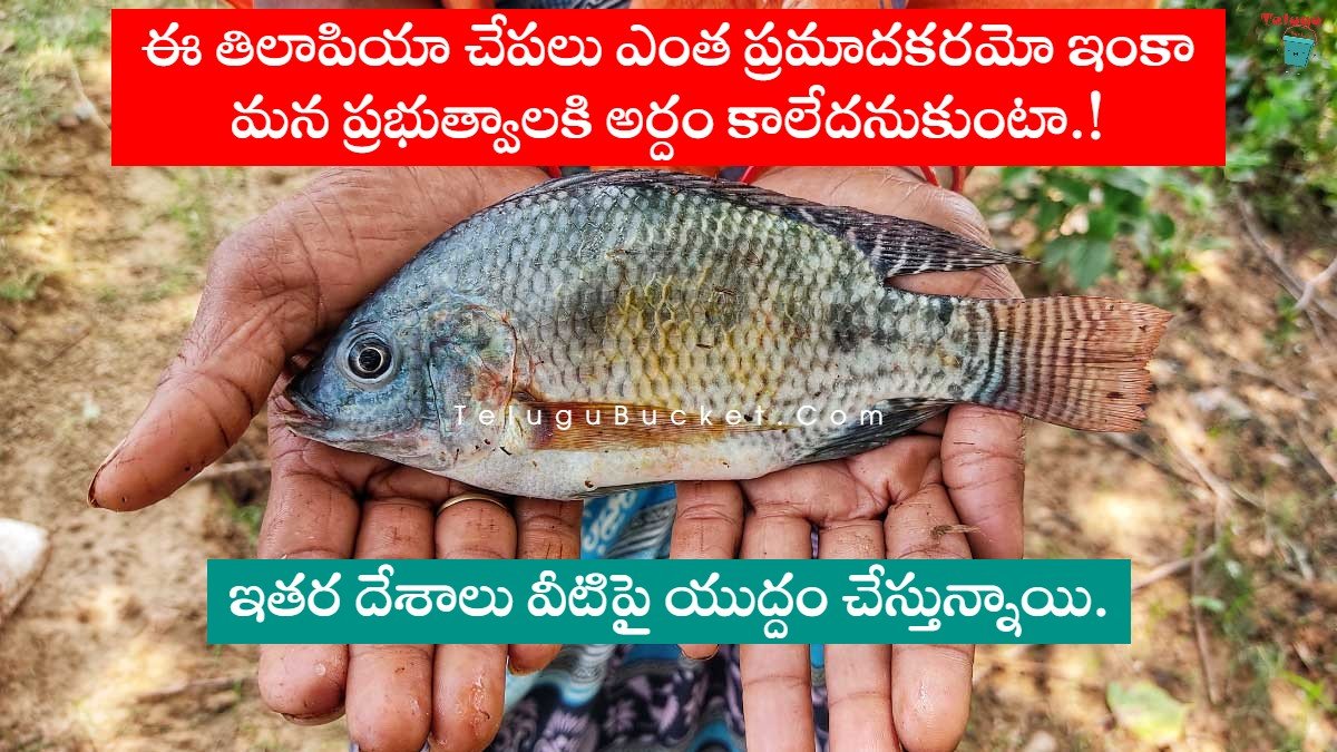 Dangers of Tilapia for the Environment