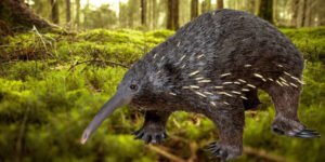 The Eastern Long-beaked Echidna