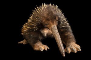 The Western Long-beaked Echidna