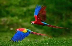 Top 20 Interesting Facts about Amazon Forest 2